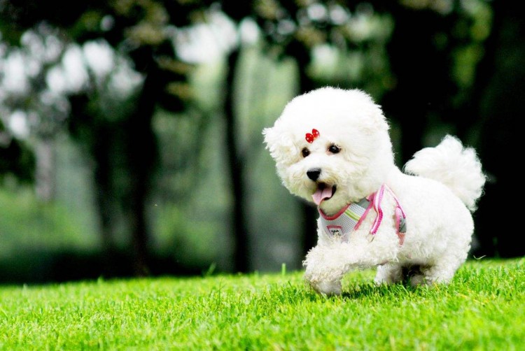 同样是小型犬为什么喜欢比熊犬的人要比博美犬多原因有几个