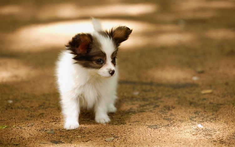 说小型犬脾气差的，却不知道它有这些好处，养了没后悔过