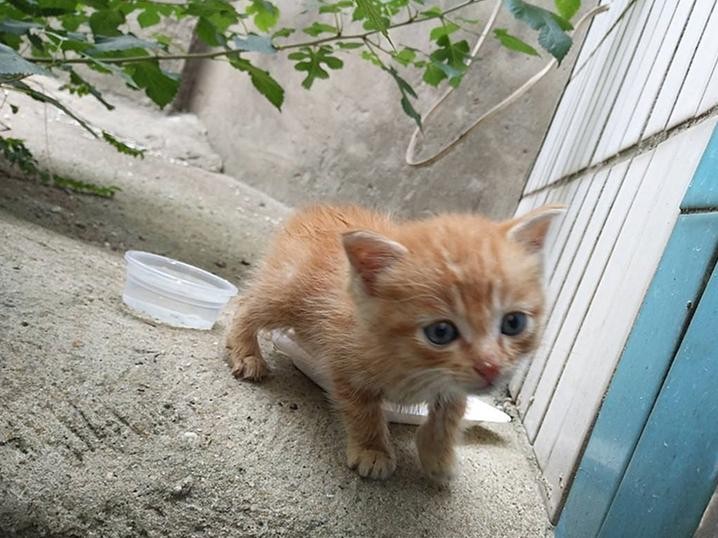 流浪奶猫在街头翻着肚皮睡觉路人细问后才知橘猫在等主人回家