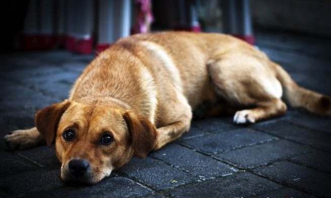 中华田园犬被评智商排名倒数第一？我不服！