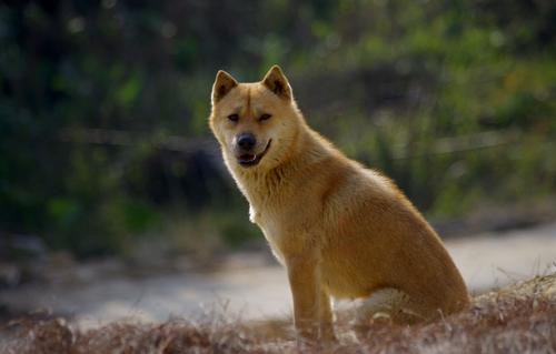 现在的人养狗，为什么都想养田园犬？身上有这些优点，很受喜欢