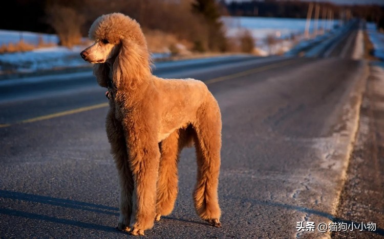 只需30秒！教你快速辨认泰迪和贵宾犬