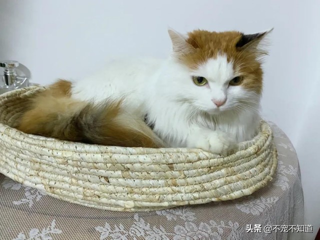 中央电视台：中国最受欢迎的猫，是中华田园猫