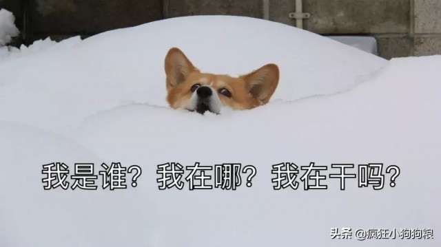 家中养柯基的，下雪天不要遛狗