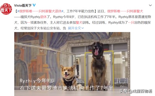 柯基也可以当警犬？找出优点，你的狗不会比TA差