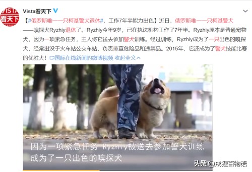 柯基也能当警犬找到优势你的狗狗不会比TA差