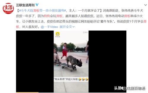 柯基也能当警犬找到优势你的狗狗不会比TA差