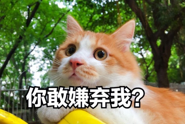 猫圈里也有鄙视链，土猫比不上宠物猫？求你了！颜值，技巧都不输