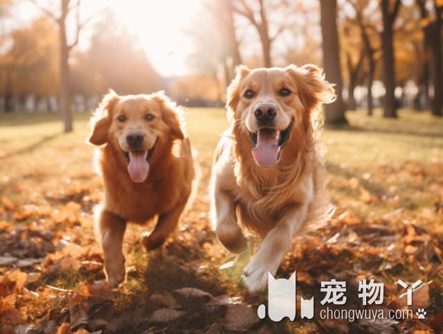 狗界的这些“巨型犬”，虽然体型巨大，但内心却是个小可爱