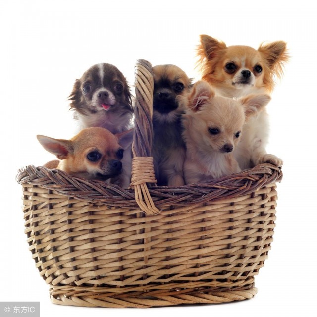 不少家庭都会选择饲养的，6种小型犬！